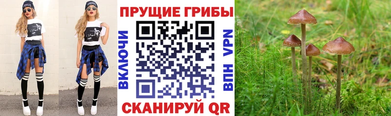 Псилоцибиновые грибы MAGIC MUSHROOMS  где продают наркотики  Голицыно 